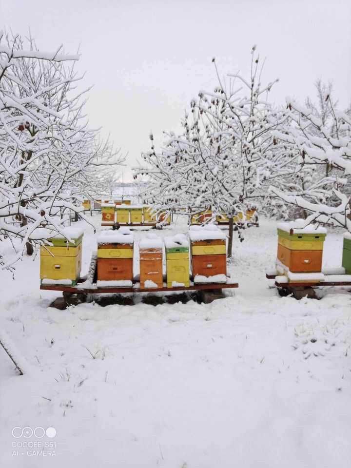 Rodziny pszczele - przezimowane i przeleczone na ramce Dadanta