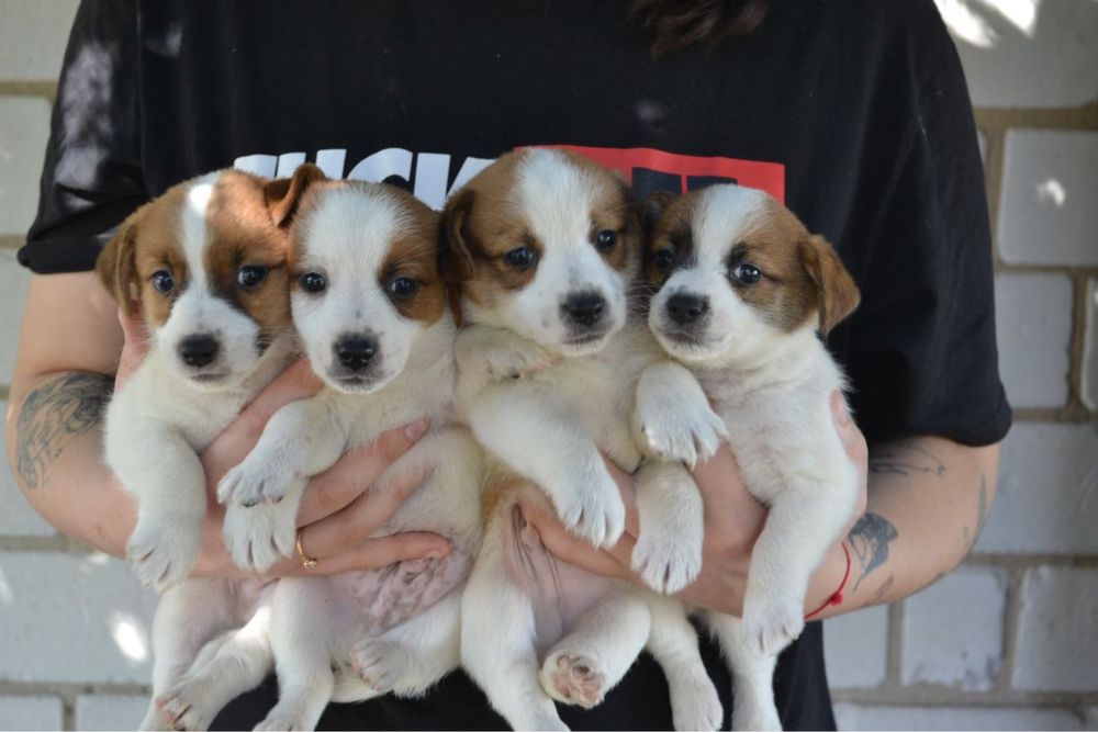 Цуценята Джек Рассел з документами КСУ