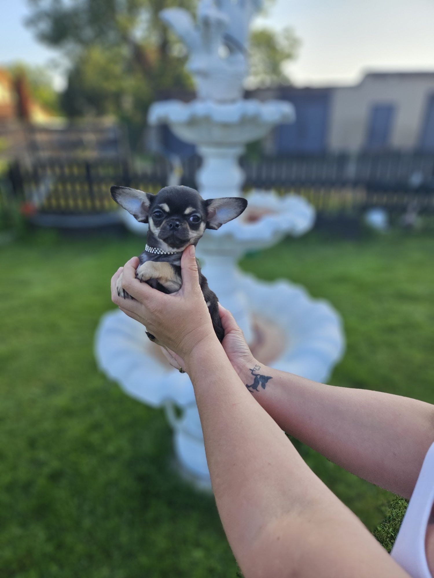 Piesek chihuahua 12 tyg