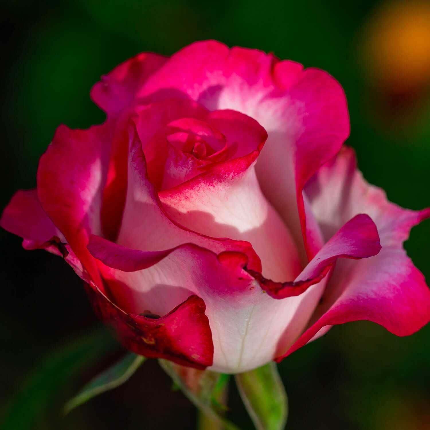 Roseira que dá ROSAS de CORAÇÂO BRANCO, flores grandes,