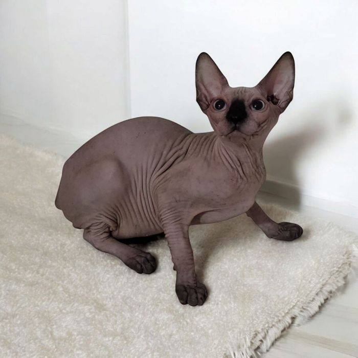 Кошенята різного віку. Ціни різні