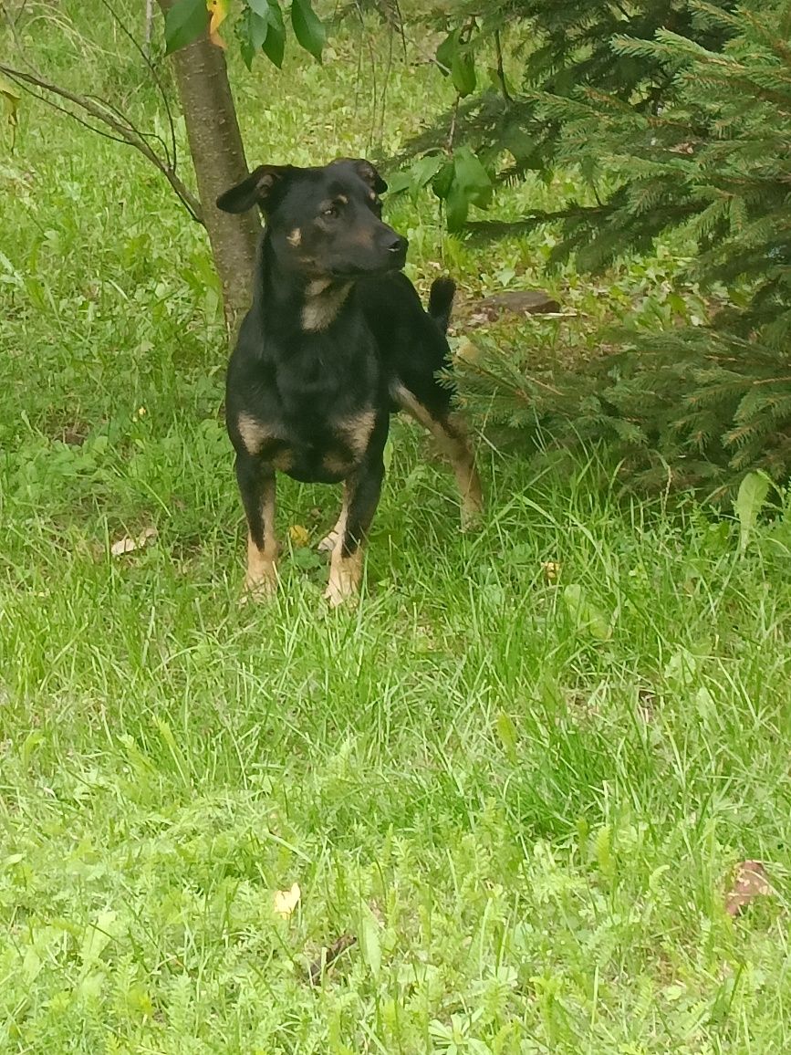 Oddam pieska za darmo