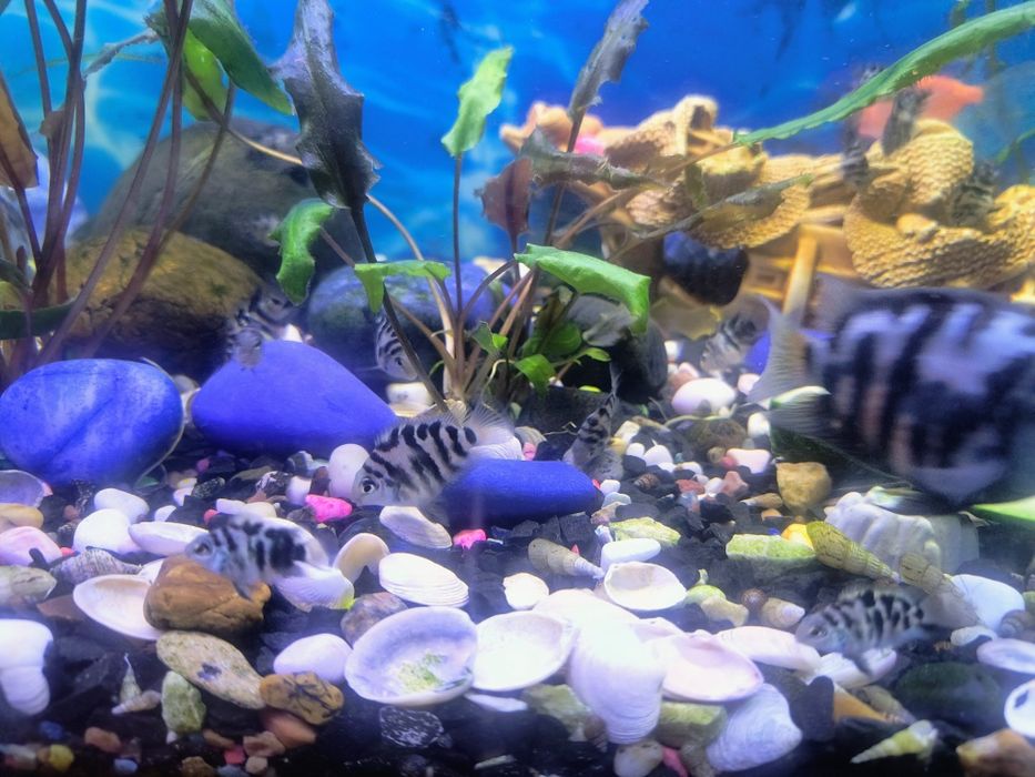 Аквариумные рыбки.Продам,Обмен.