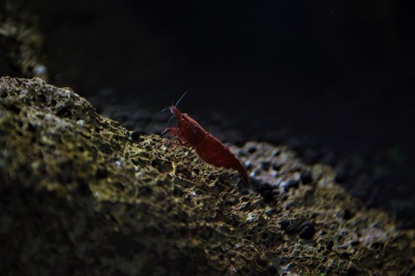 Caridina e Neocaridina PROMO