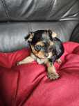 York terrier carier piesek