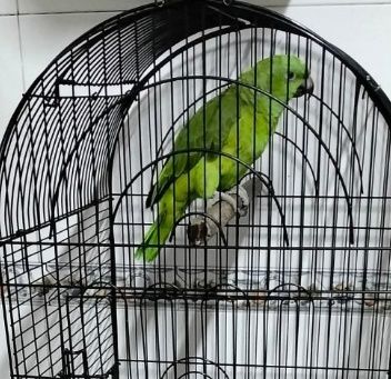 Papagaios auropalliatas aceito troca