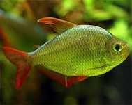 Bystrzyk kolumbijski - Hyphessobrycon columbianus