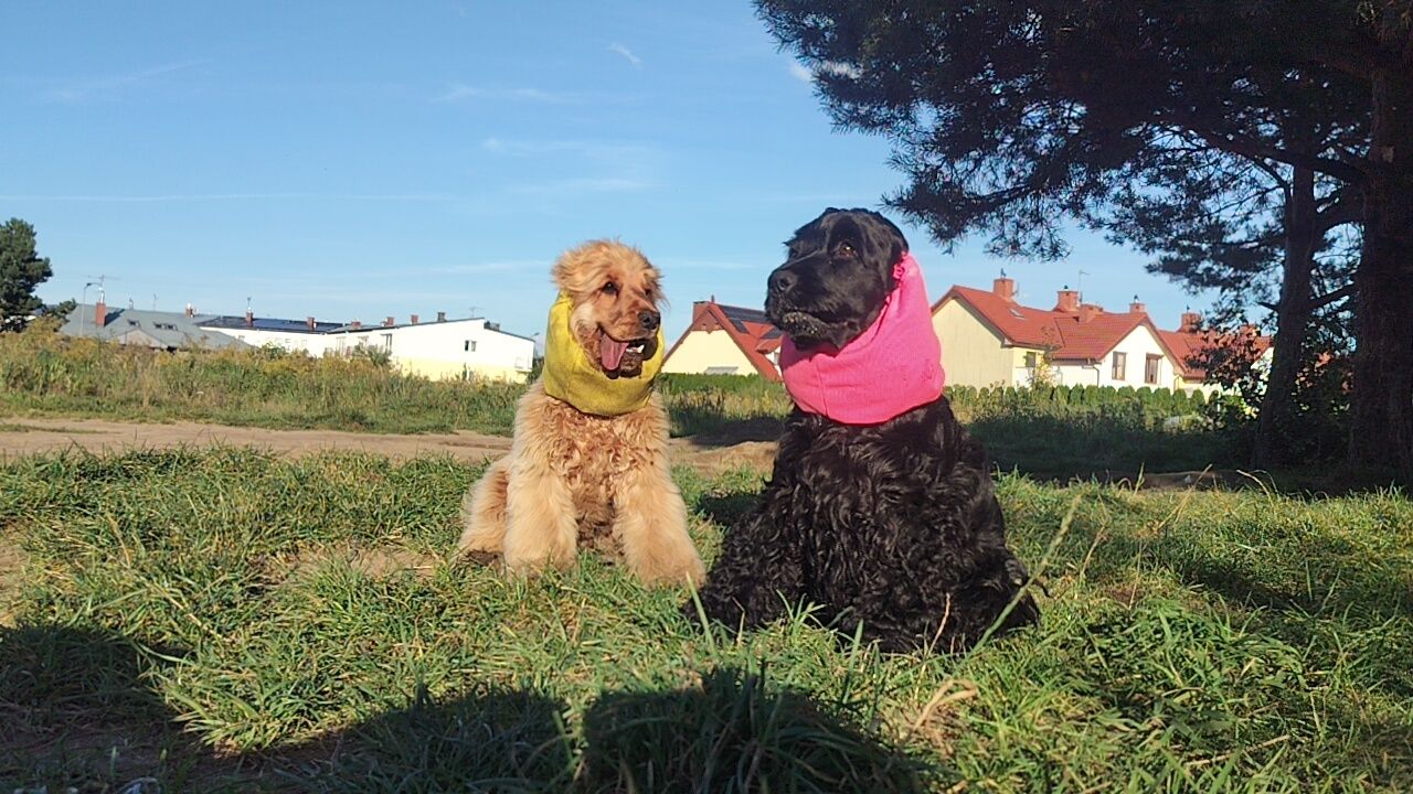 Cocker spaniel angielski - zapowiedz miotu