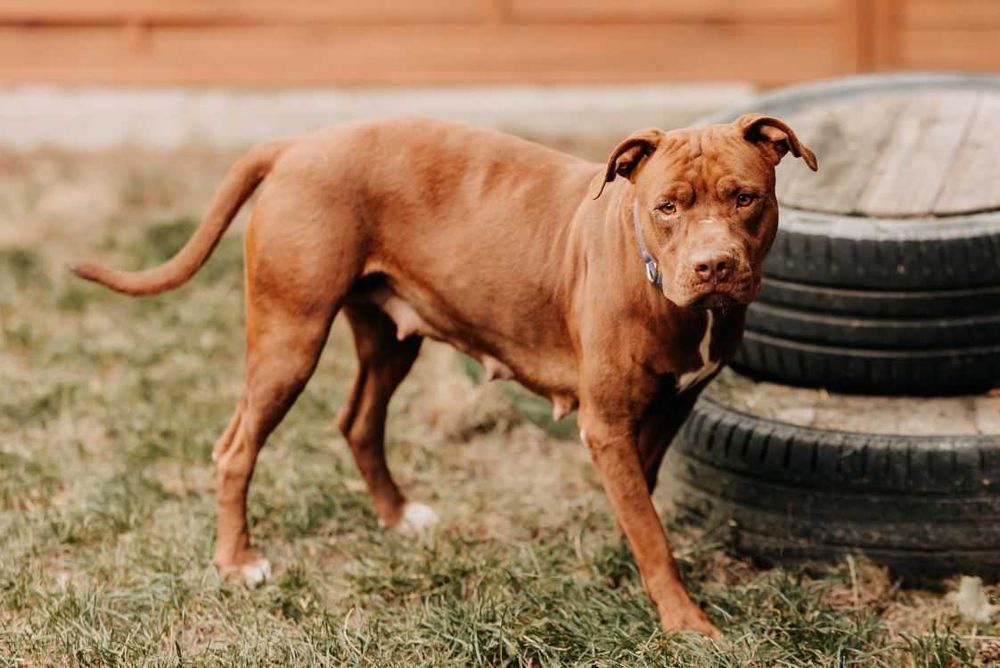 Bajka - młoda, pełna energii suczka w typie bull