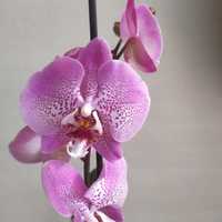 Продам орхідею фаленопсис Jillian