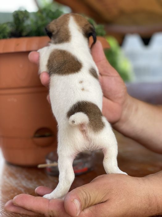 Малятка джеки