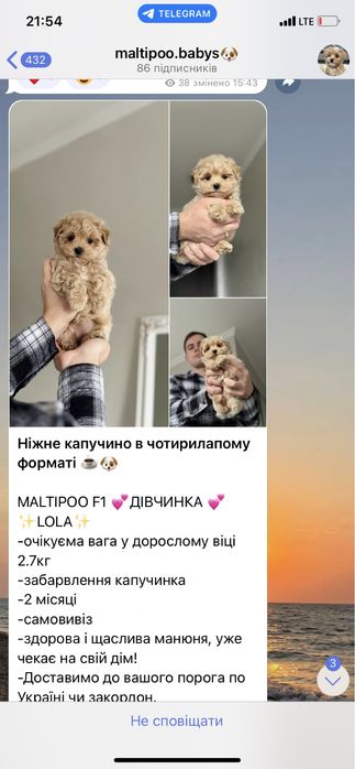 Мальтипу міні цуценятка
