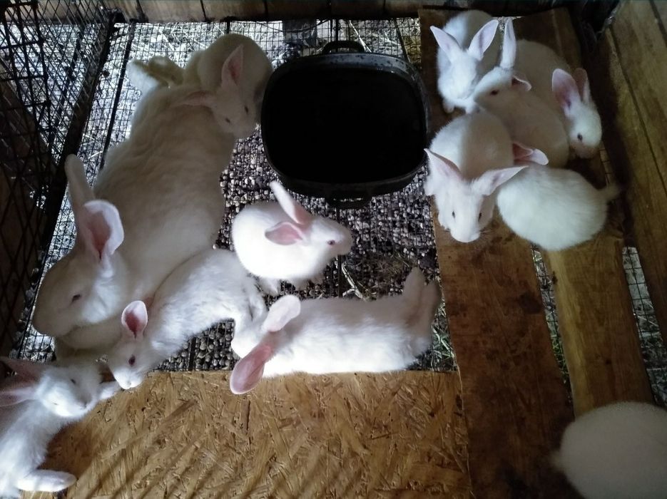 Кроли.Кролики термонцы. Кролица беременная, сукрольная.