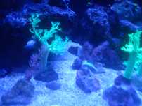 Corais kenia verdes