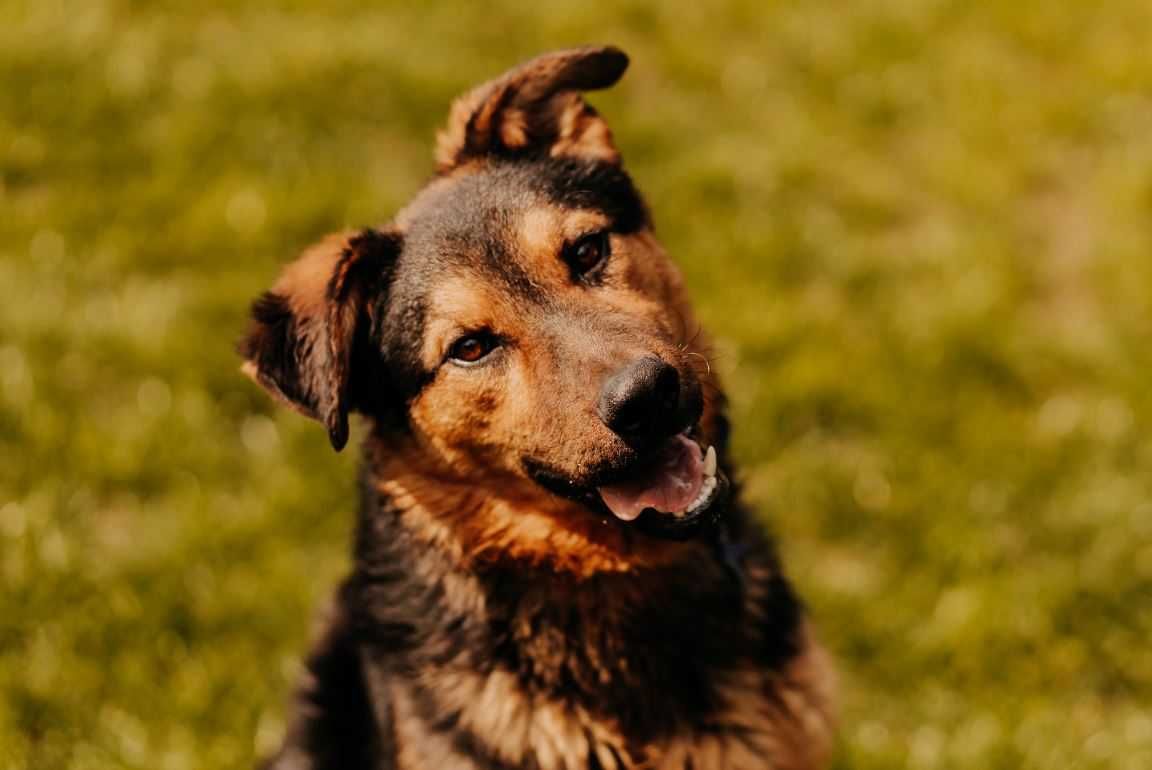 Super szalony Przecinak poleca się do adopcji!!!