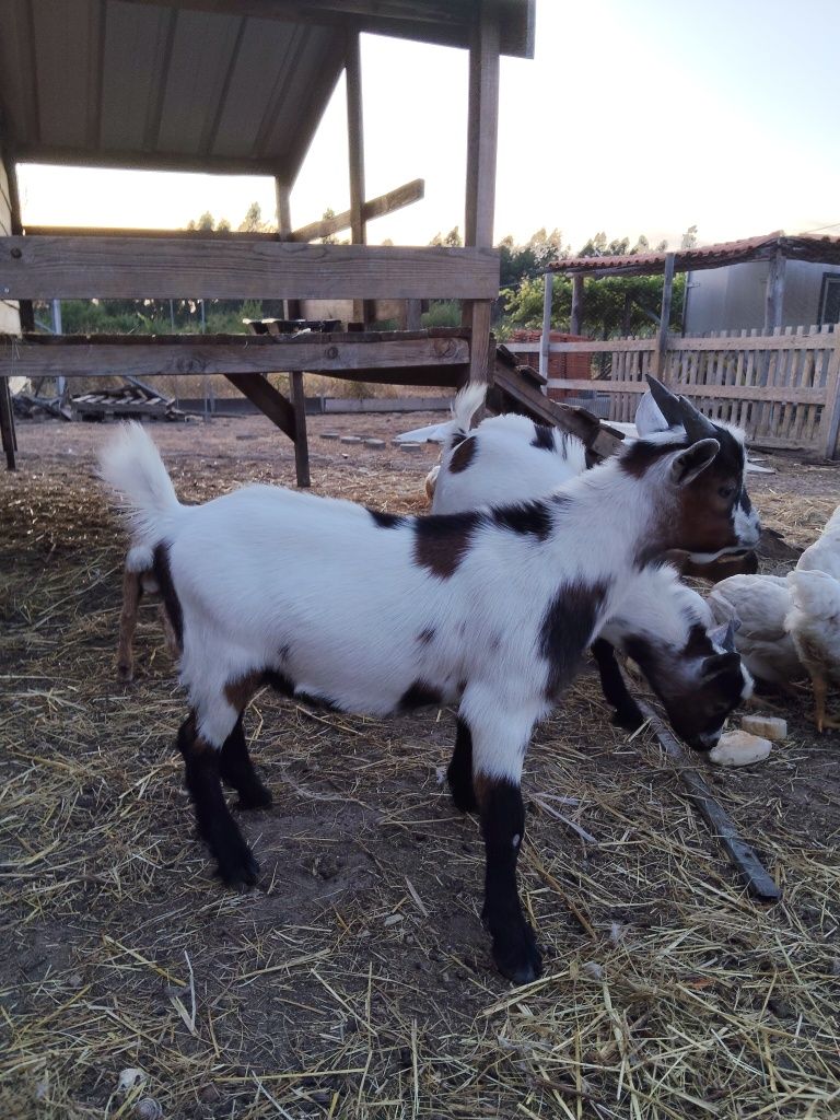 Cabrito anão - 3 meses