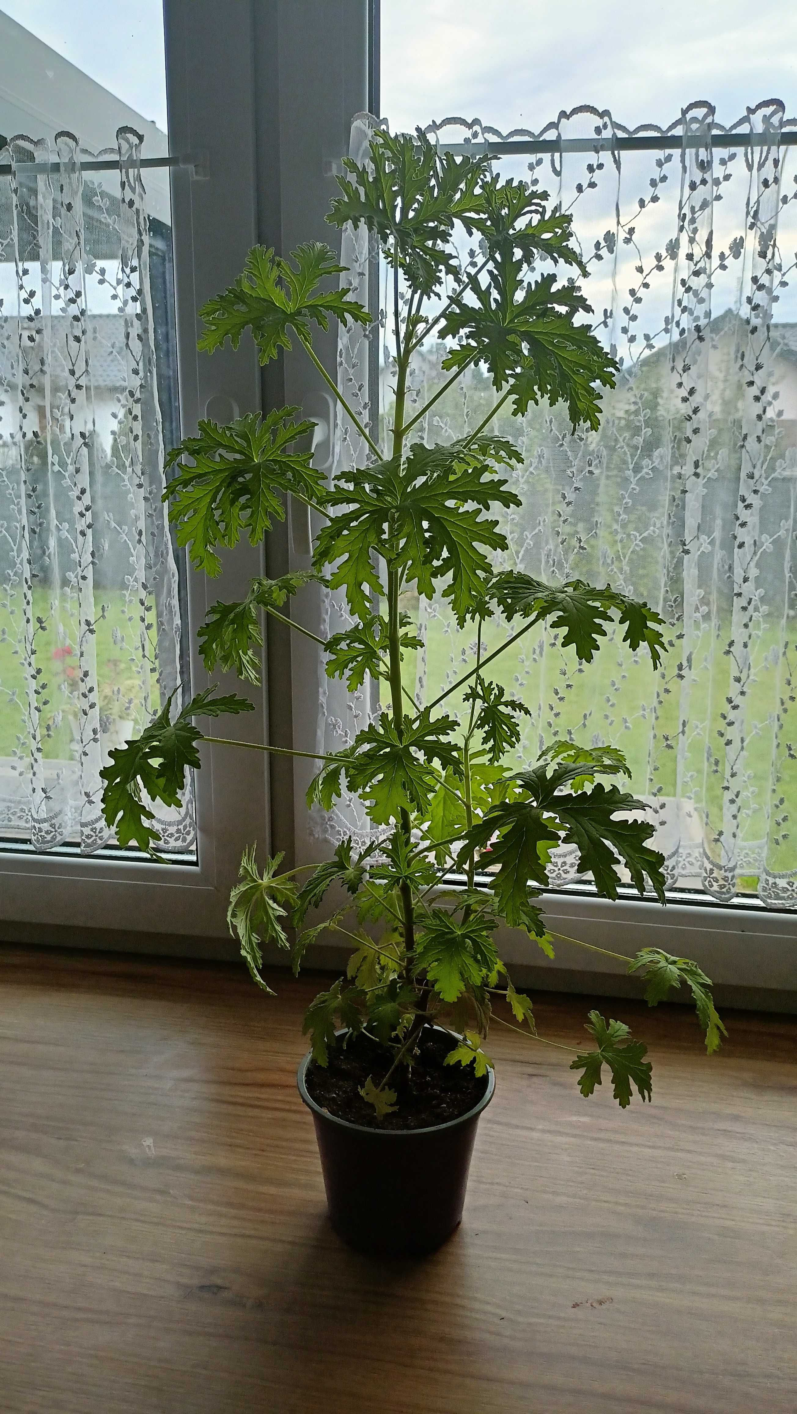 Kwiat geranium anginka