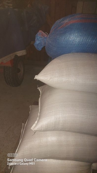 Soja odmiana Abaca