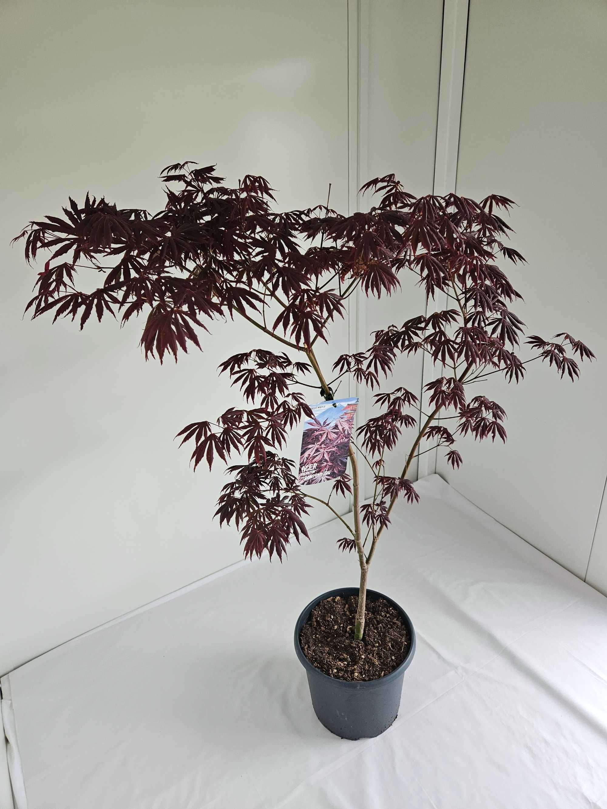 Bonsai – Klon japoński palmowy 'Trompenburg' (Acer palmatum)
