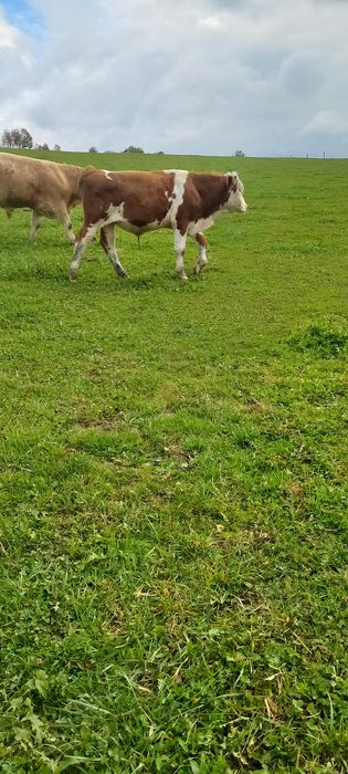 Odsadki byczki mięsne, simental