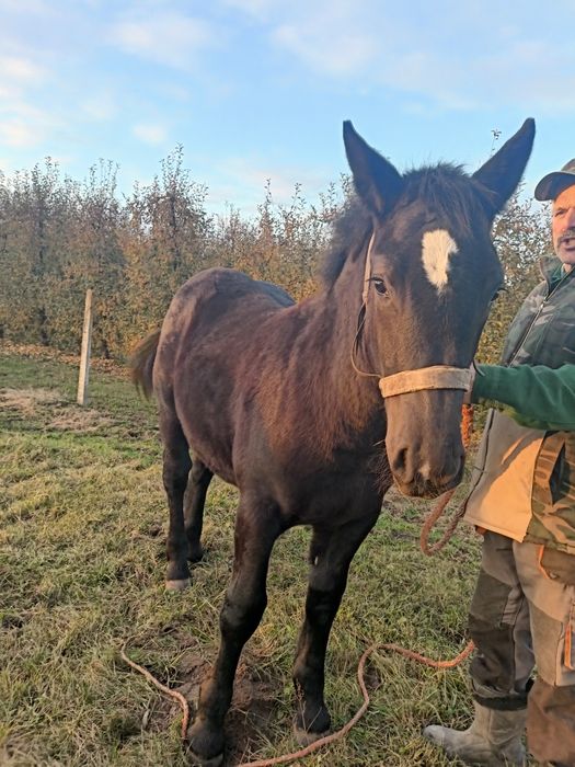 Źróbka zimnokrwista 6 miesięcy