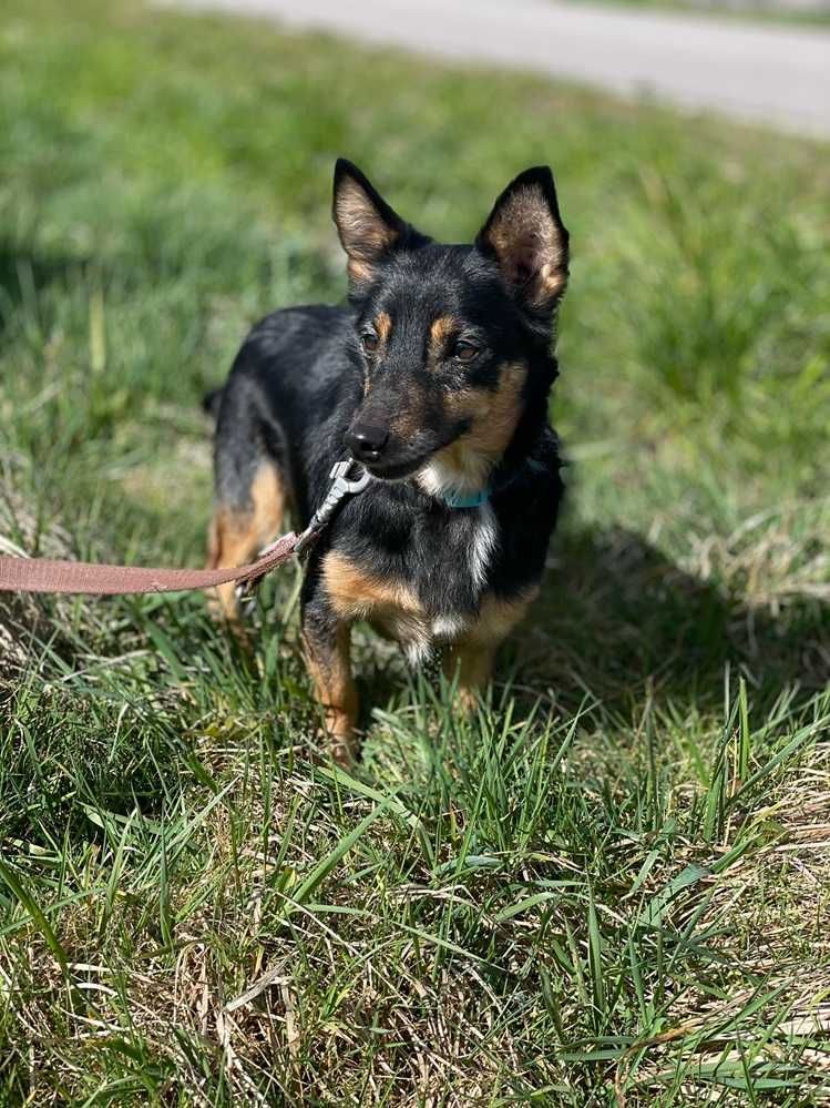 PILNY dom.Mały,mega tulaśny piesek,łagodny BINGO.Adopcja