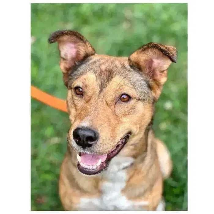 Ищет дом! Красивый пес, контактный, активный