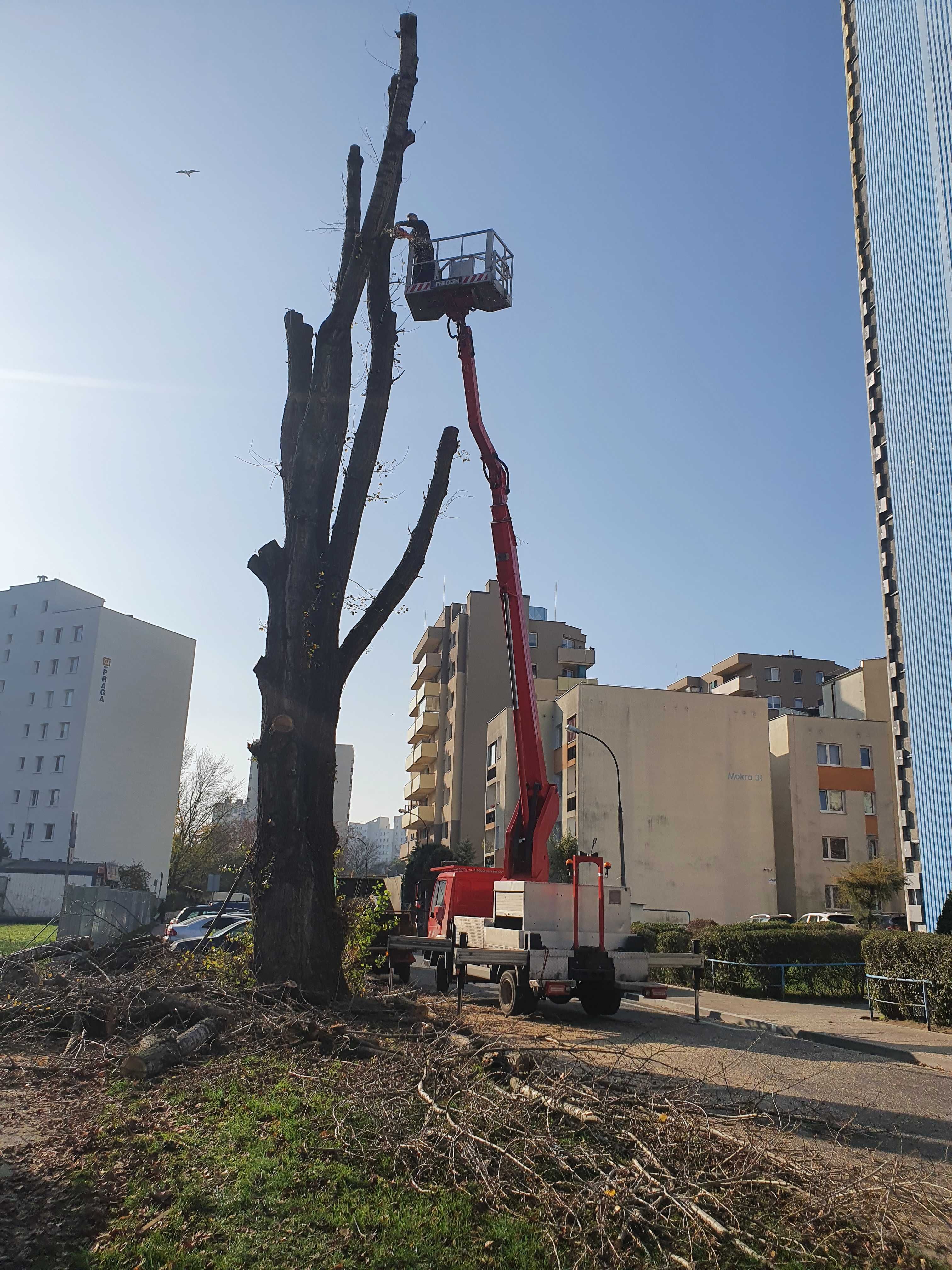 Wycinka drzew Warszawa i okolice