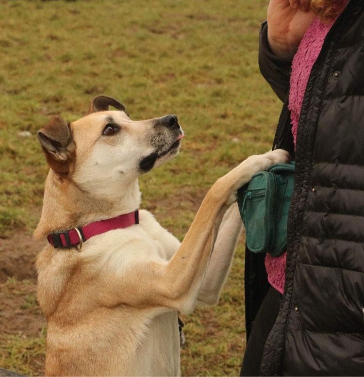 Wesoła aktywna cudowna Fiona adopcja