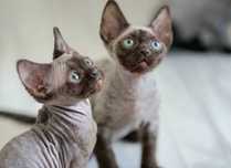 Faraon czekoladowy kocur Devon Rex