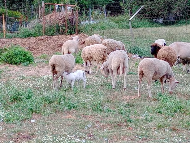 Ovelhas e carneiros de ótima qualidade