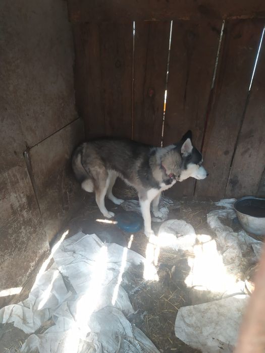 Віддам в добрі руки