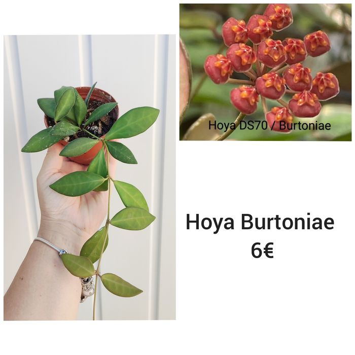 Hoya Burtoniae - Flor de Cera