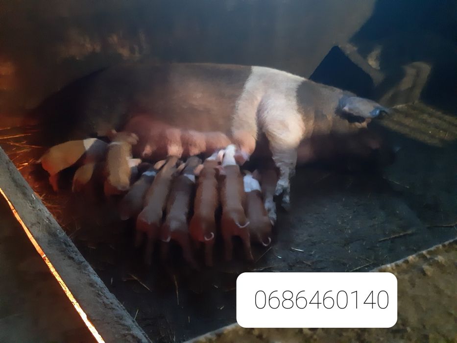 поросята породи українська червона білопояса