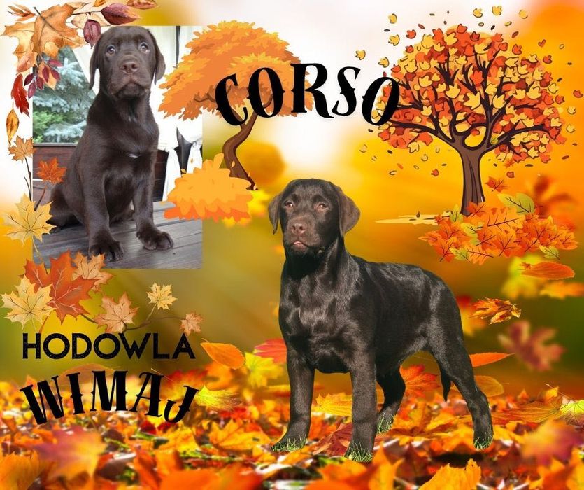 Labrador retriever ZKwP/FCI - KOMPLET SZCZEPIEŃ