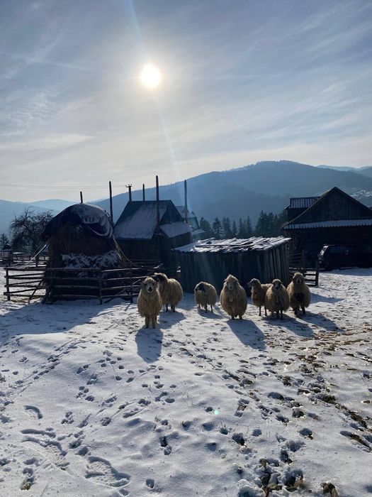 ПРОДАЮТЬСЯ Румунські та Карпатські вівці