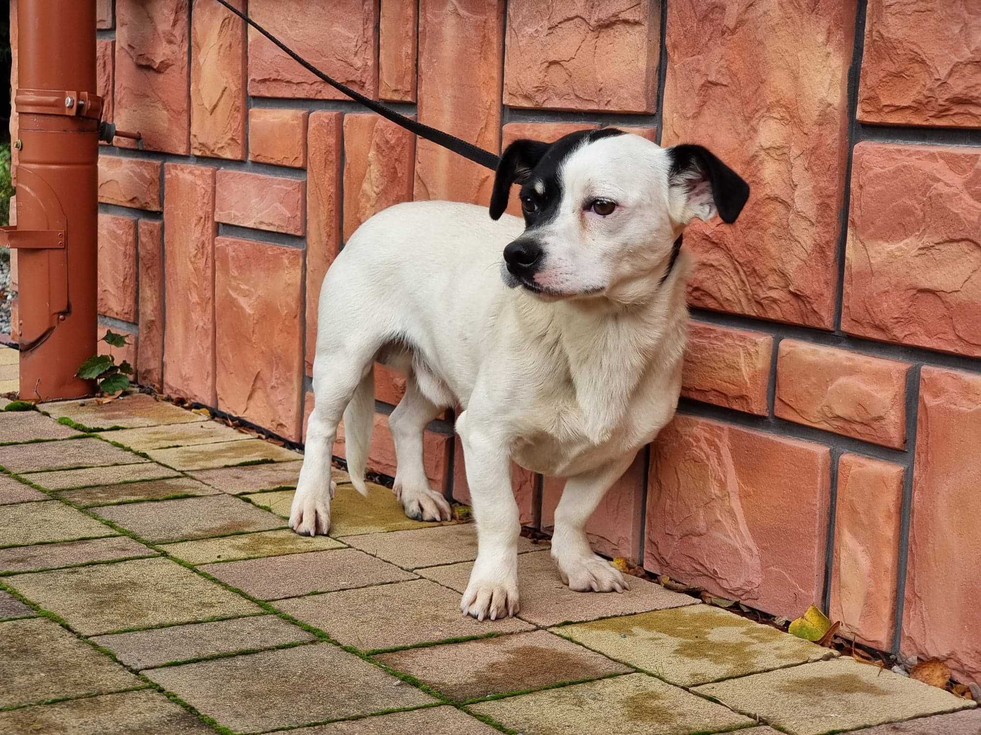 Karbon - mały piesek do adopcji