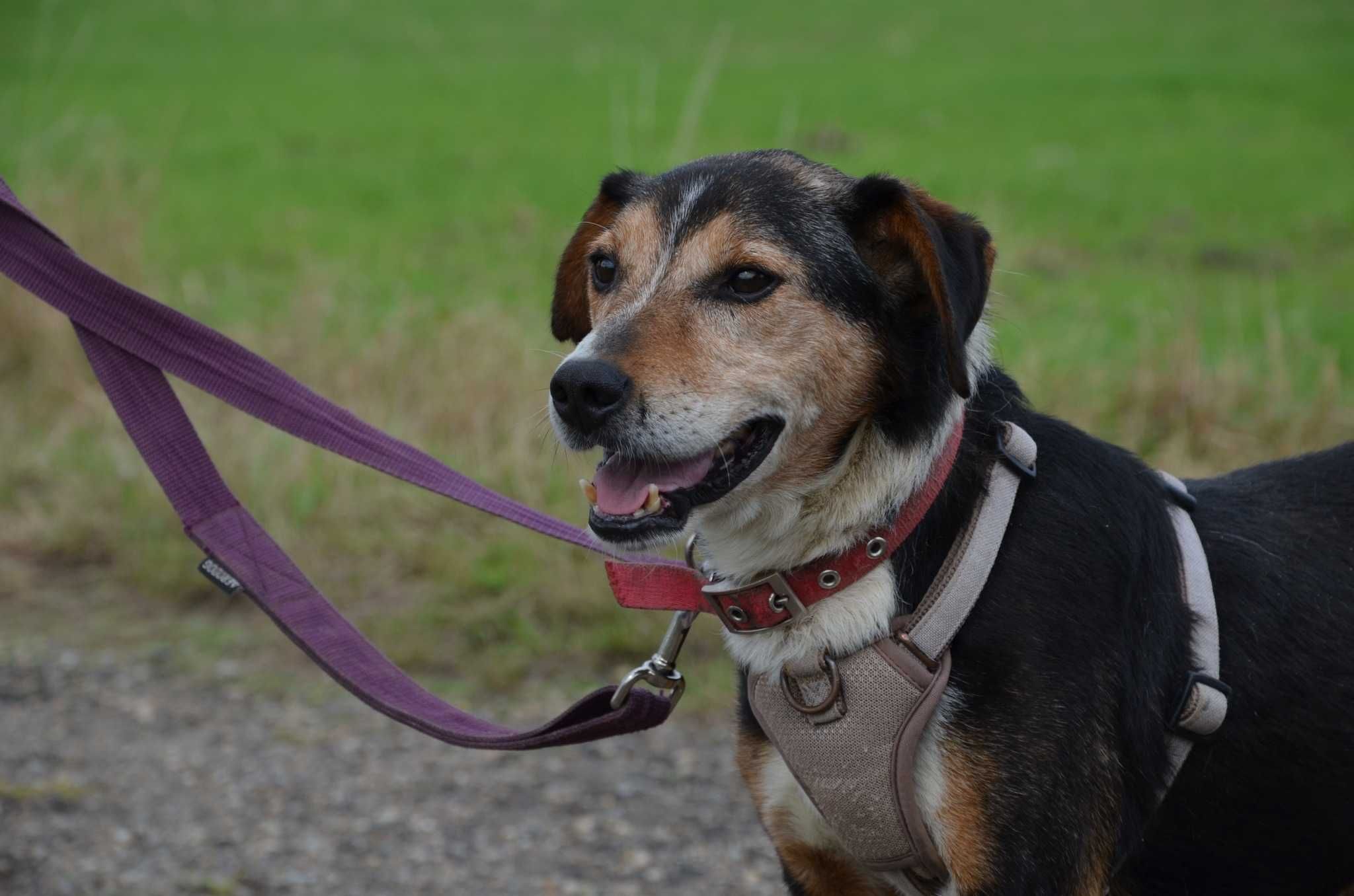 Grosik kochany psiak prosi o dom,tęskni w schronisku za ludźmi ADOPCJA