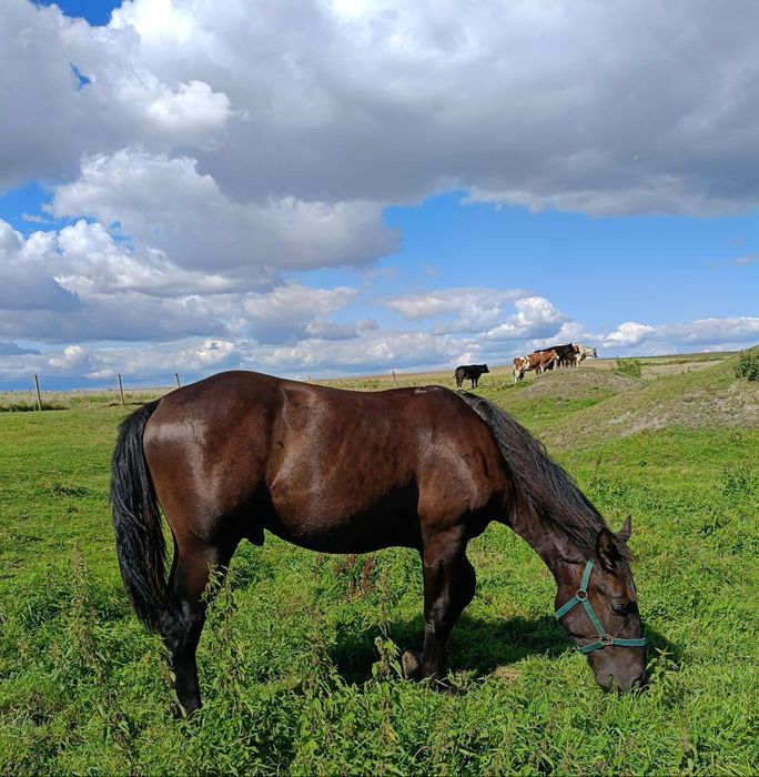 Ogier rasy śląskiej