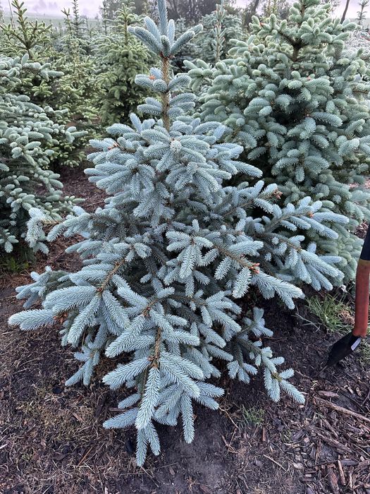Świerk srebrny ogordzenie żywopłot sadzenie transport
