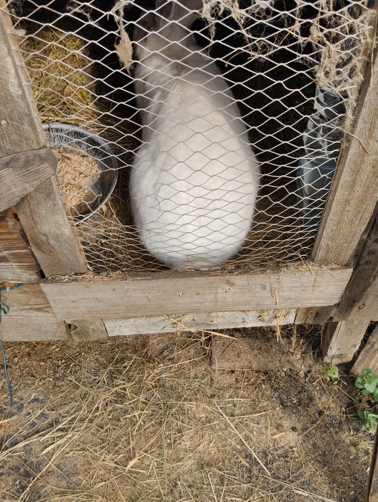 Samice kotne oraz z młodymi