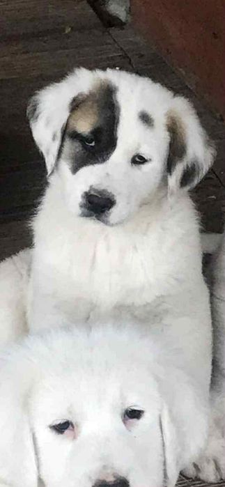 Za darmo owczarki srodkowo azjatyckie  9 tygodniowe