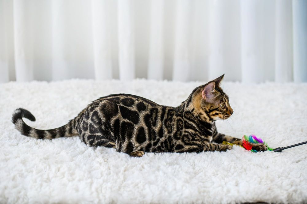 Kotka bengalska brown