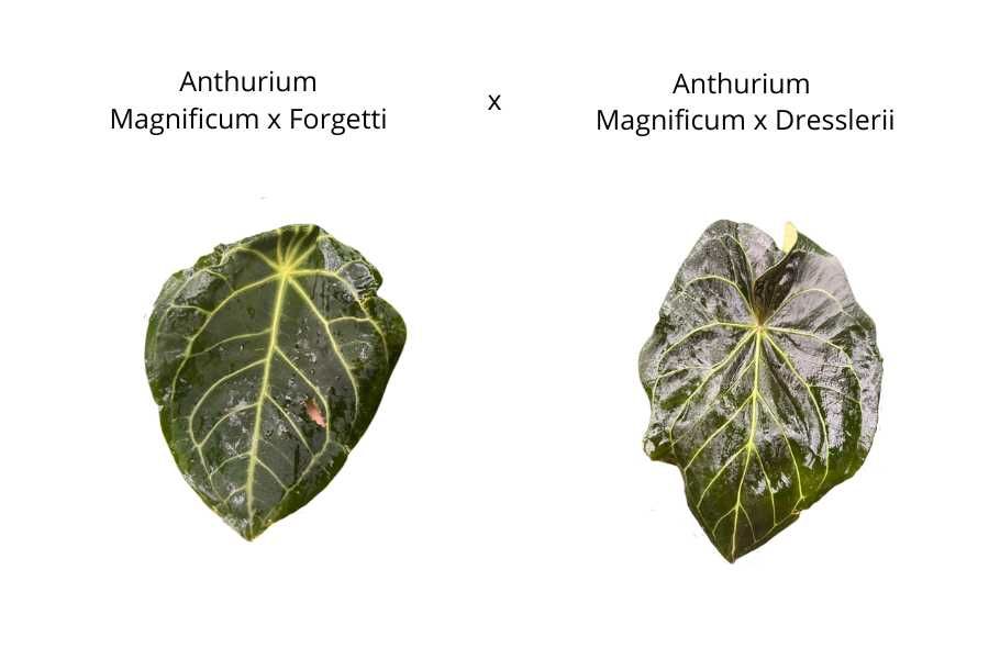 Anturium (magnificum x forgetti) x (magnificum x dreslerri)