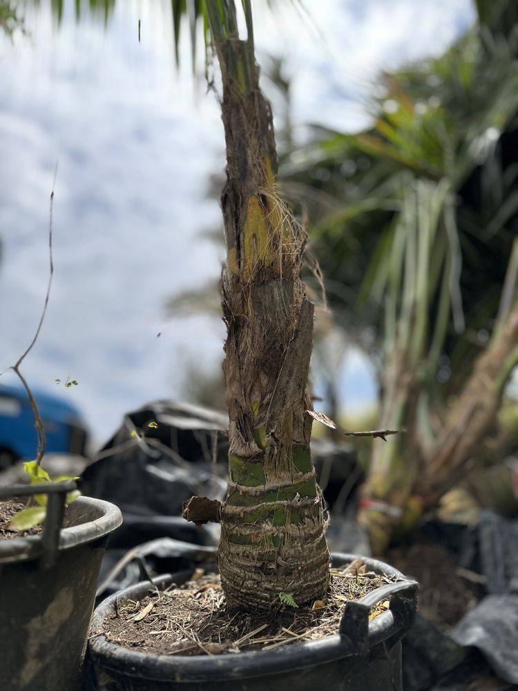 Palmeira howea forsteriana - kentia