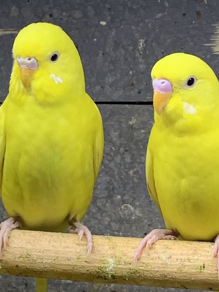 Лимонные волнистые попугайчики