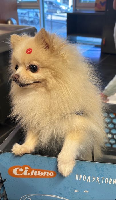 Вязка померанский шпиц