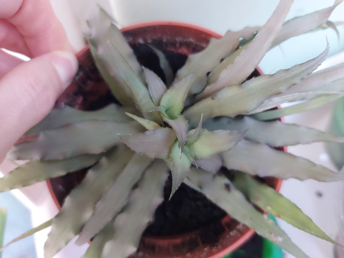 Cryptanthus roseus криптантус