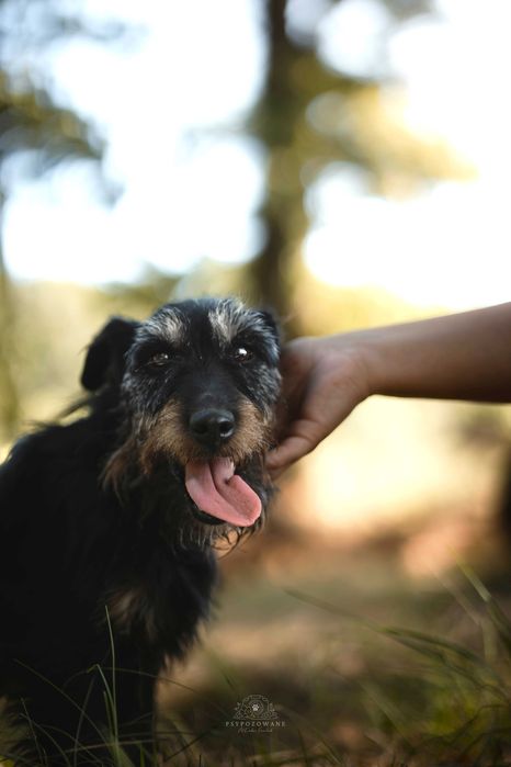 Twix – wierne psie serce szuka kogoś, kto go pokocha