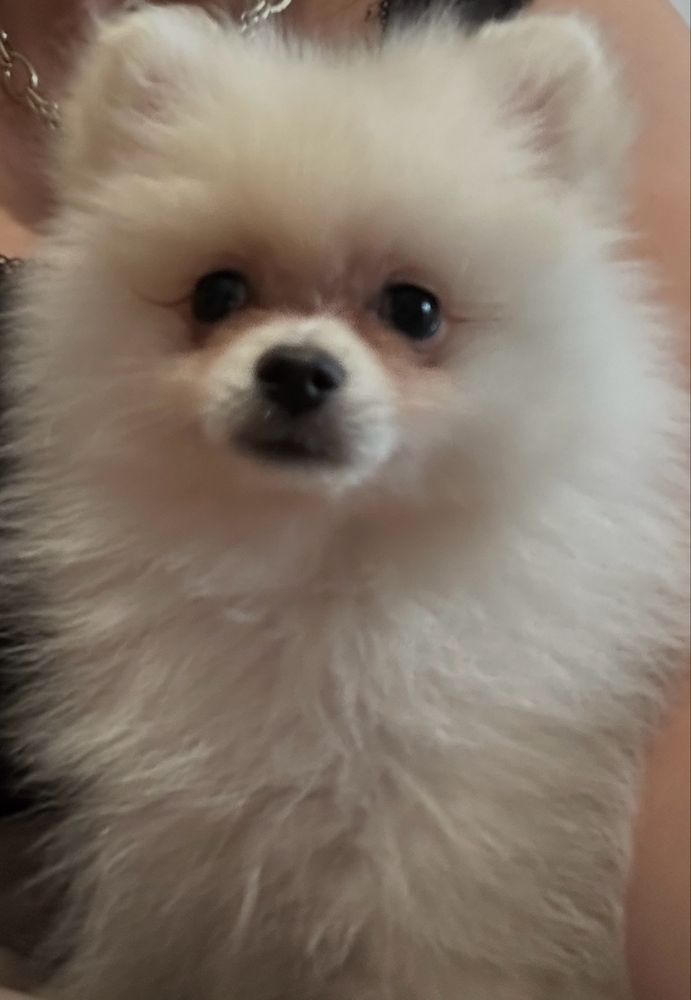 Szpic miniaturowy/Pomeranian piesek biały